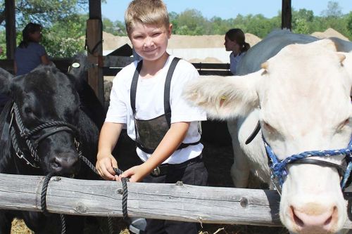 Nicholas James showed his black angus heifer Rosie to first and second place ribbons. The charolais beside him, Ghost, was shown by Brandon Quinn and picked up a first, third and fourth.